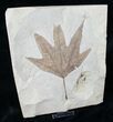 Large Fossil Sycamore Leaf - Green River Formation #15829-2